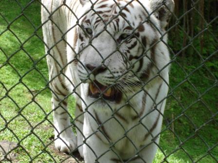 Namaste, Bengal Tiger at Hilo Zoo hiloliving.com 